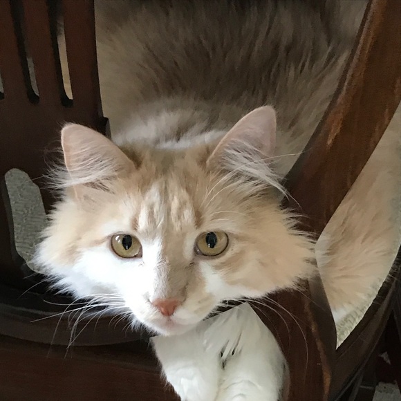 Meet your Posher, Addie - Picture 7 of 8